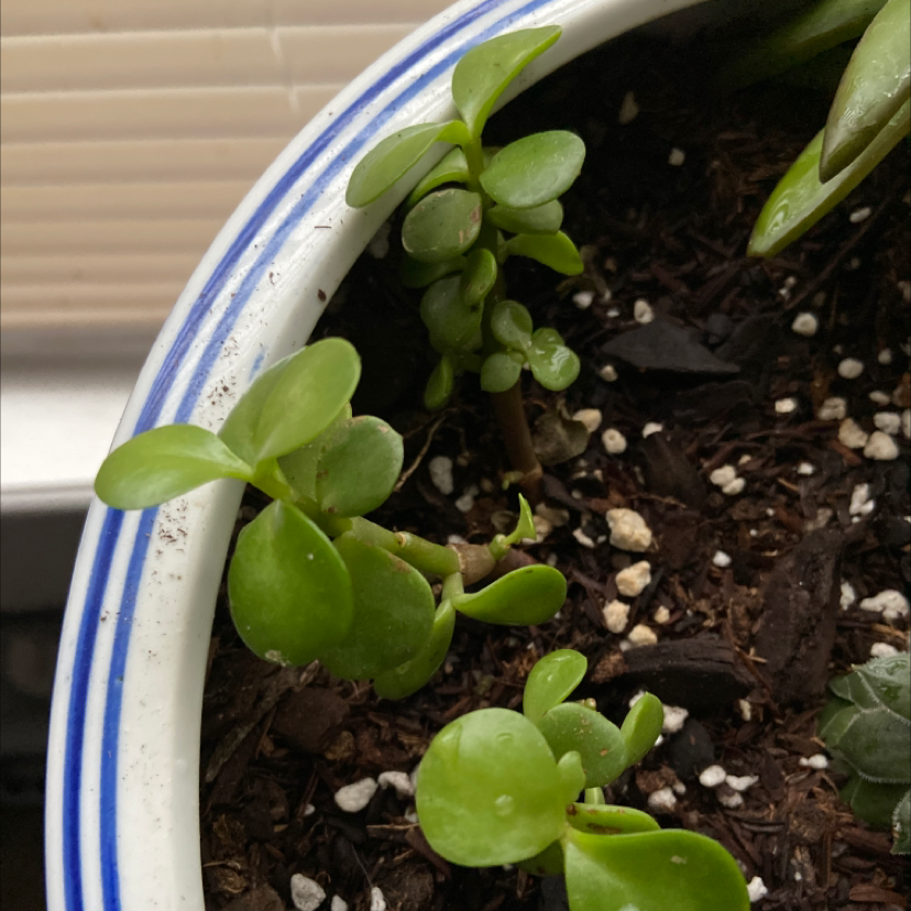 Elephant Bush plant photo by @Caitlinskyeee named Gobi on Greg, the plant care app.