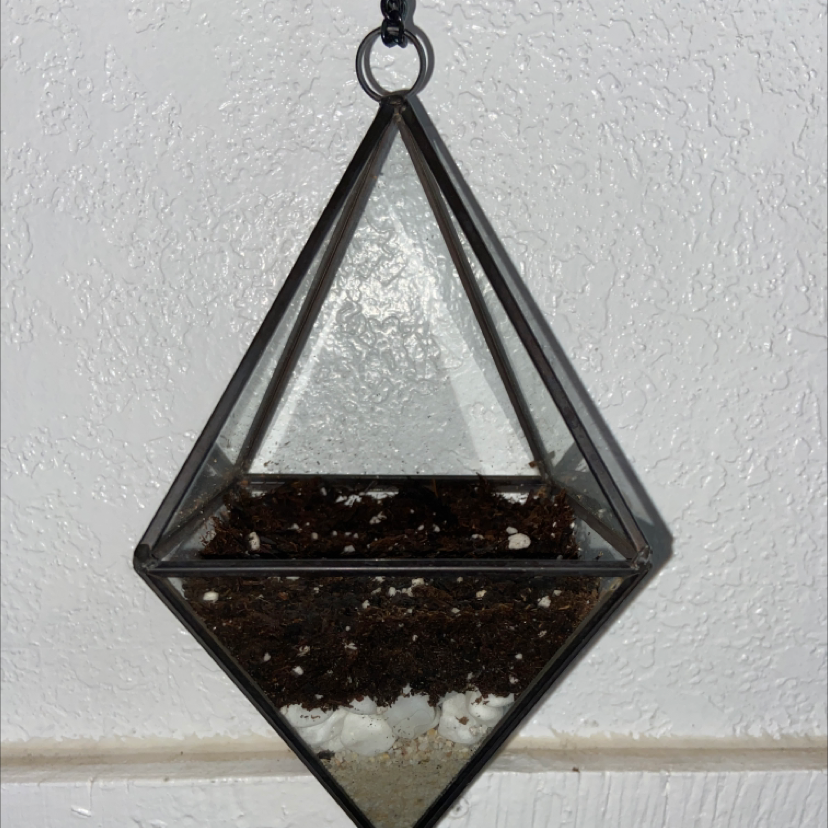 Aloe vera plant photo by @Caitlinskyeee named Mochi on Greg, the plant care app.