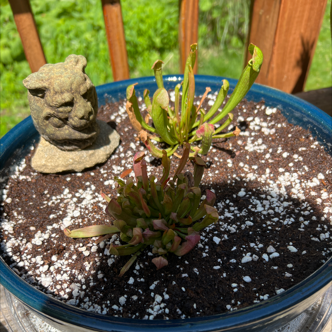 Potted White Topped Pitcher Plant with some leaf browning and a decorative stone figure.