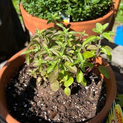 Oregano plant