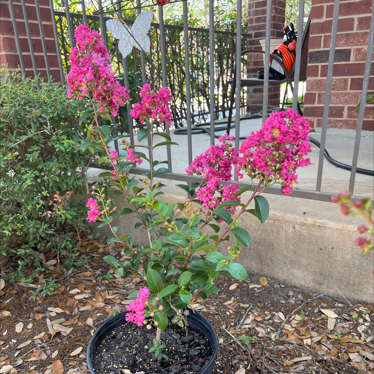Healthy Cape Myrtle plant with lush foliage and vibrant pink flowers in full bloom, pollinated by a small butterfly or moth.