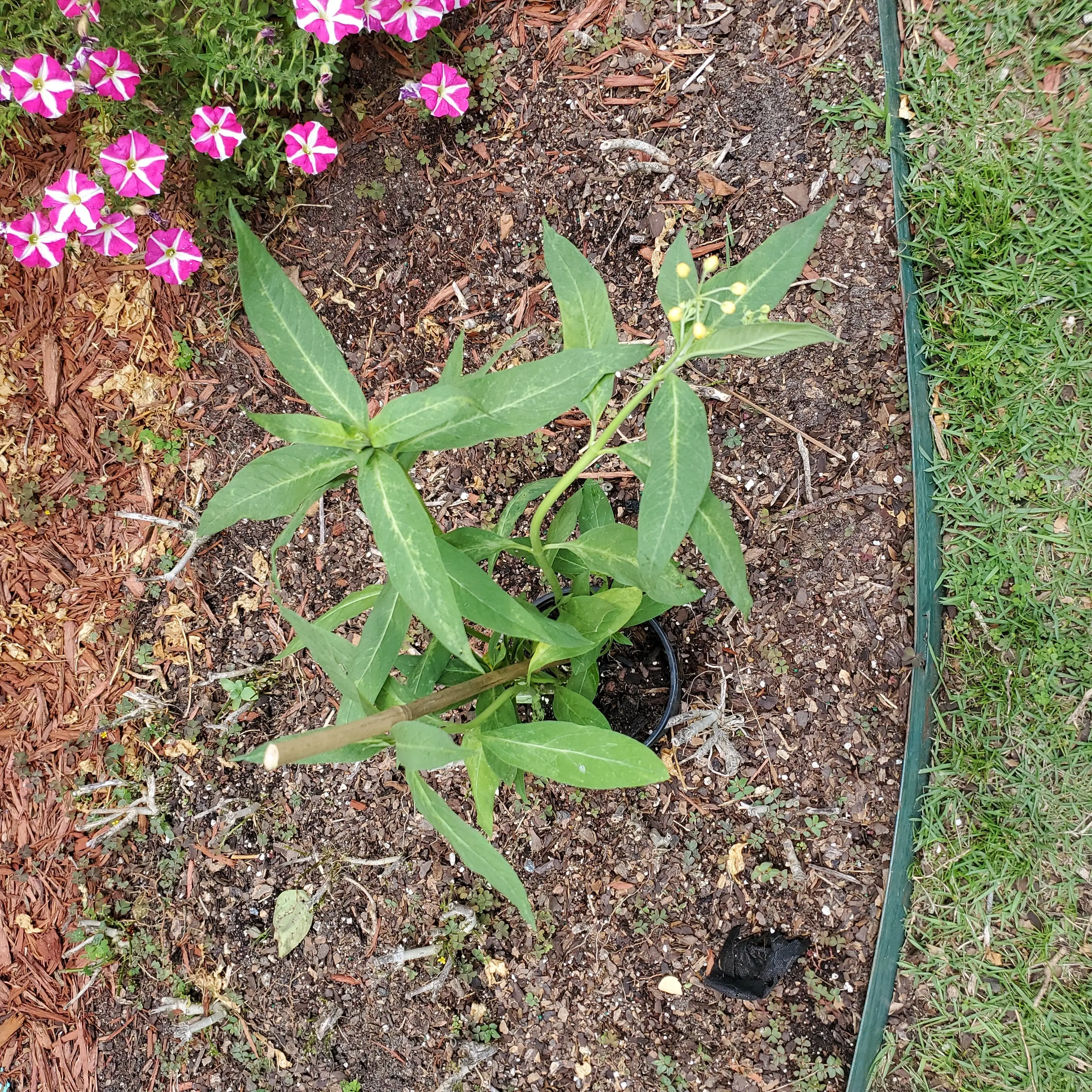 Scarlet Milkweed plant in a garden bed with green leaves and no visible flowers.