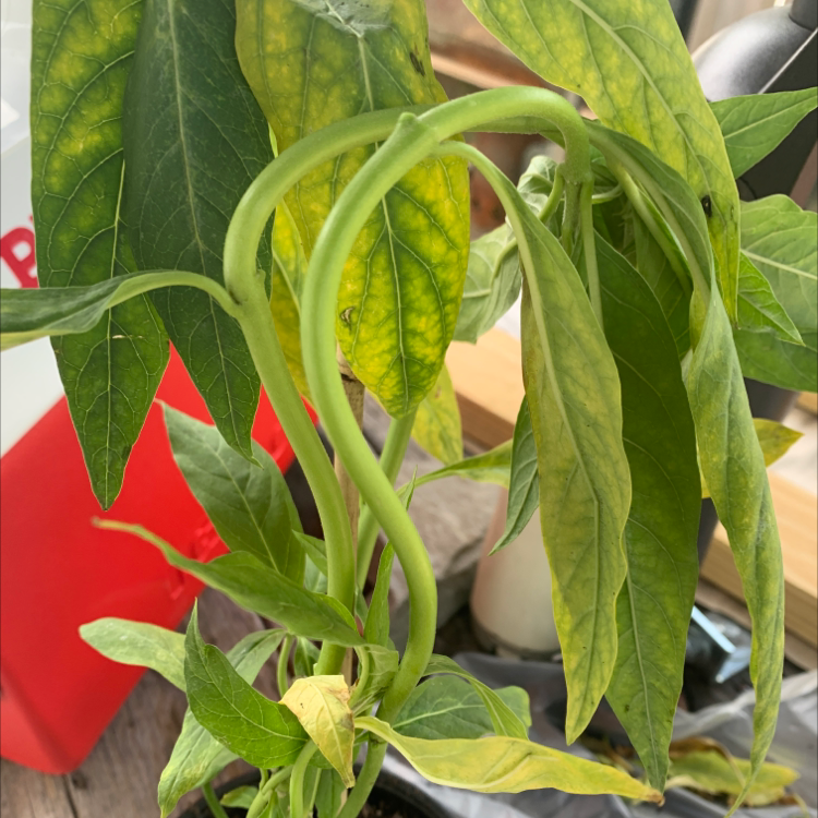 Common Marvel of Peru Problems