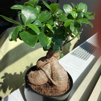 Ficus Ginseng plant in Wyncote, Pennsylvania