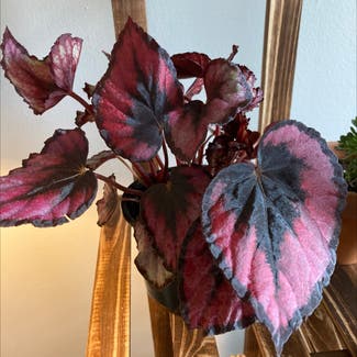 Rex Begonia plant in Wyncote, Pennsylvania