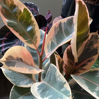 Variegated Rubber Tree plant in Wyncote, Pennsylvania