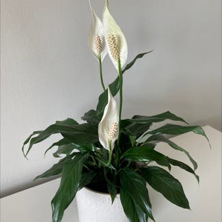 Peace Lily plant in Wyncote, Pennsylvania