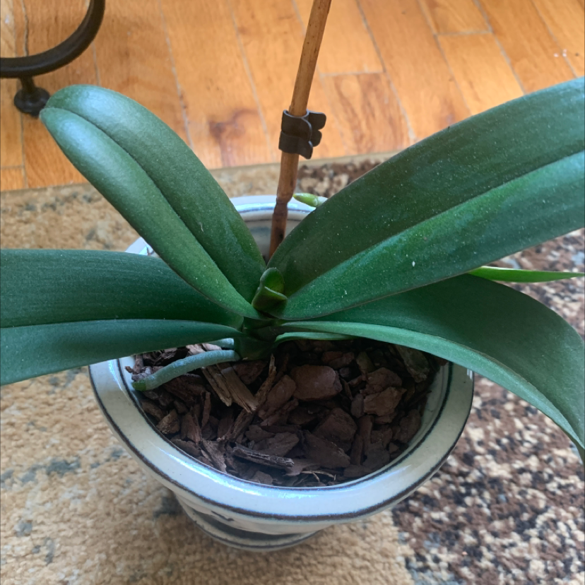 A healthy potted plant with broad, dark green leaves and bark mulch covering the soil.