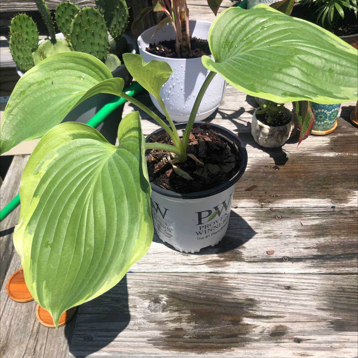 Potted Siebold's Plantain Lily with large green leaves on a wooden surface.