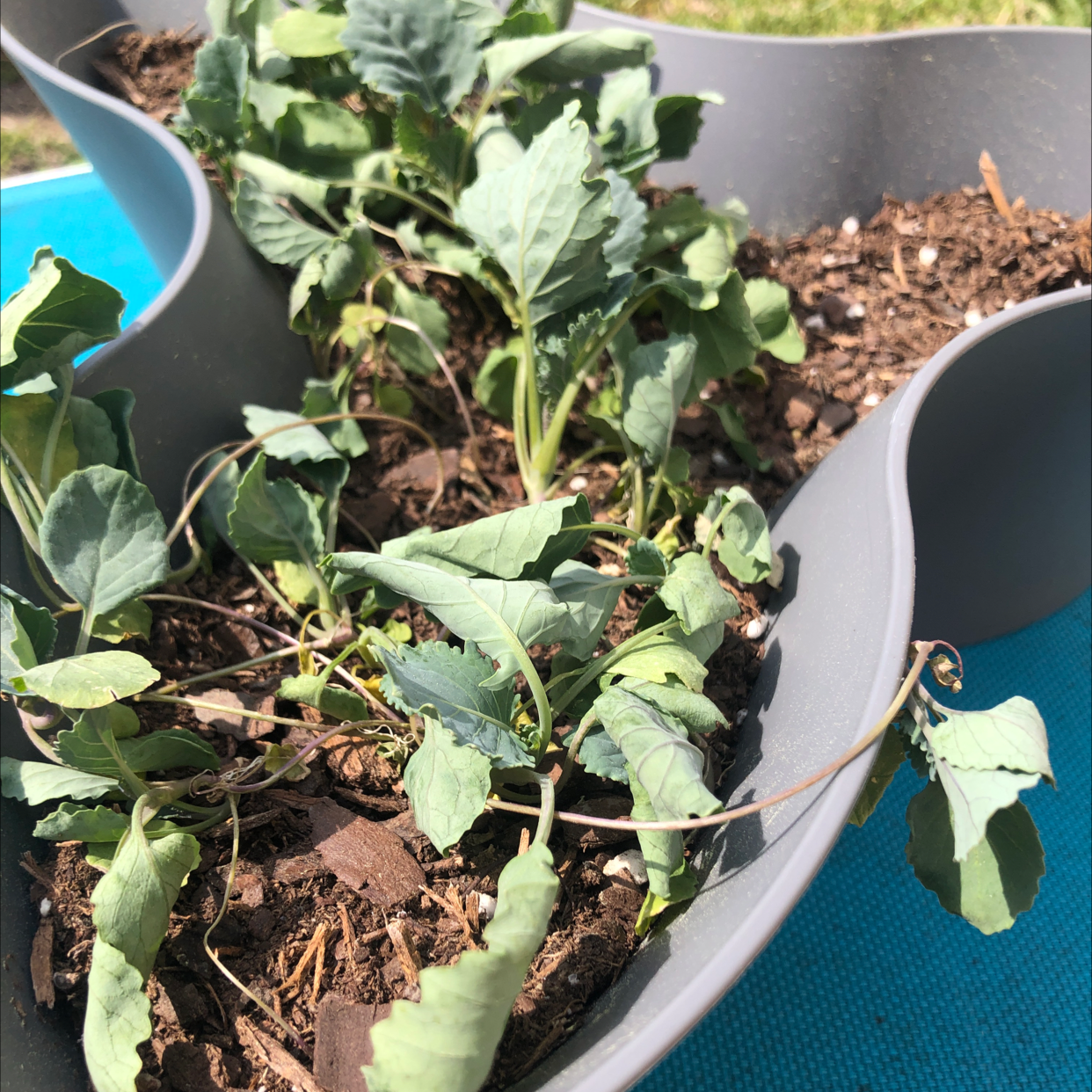 Hands in green gloves tending to a healthy young wild cabbage plant in a pot with visible soil.