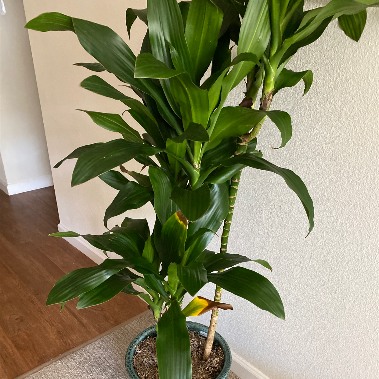 Photo of the plant species Dracaena 'Michiko' by @ZestLilac named Oscar on Greg, the plant care app