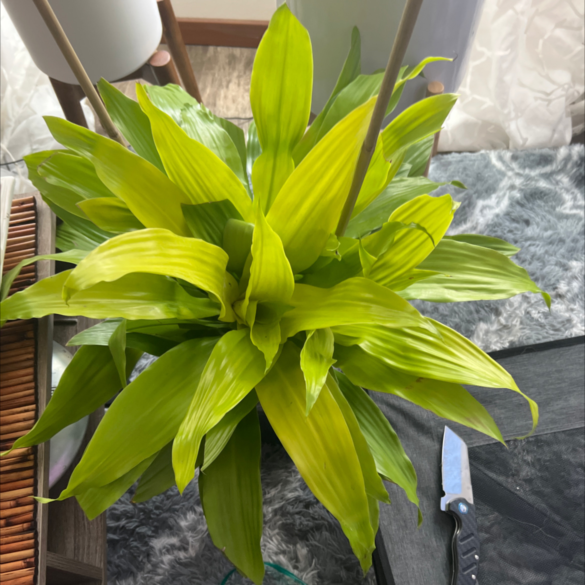 Dracaena Limelight plant with vibrant green leaves, well-framed and in focus.