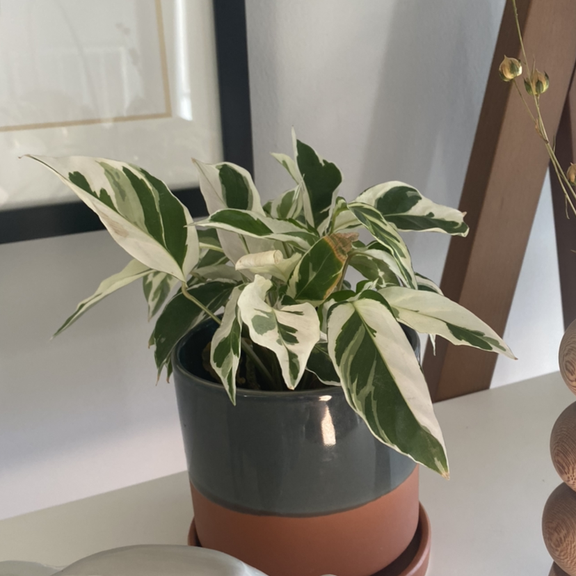 Calathea 'White Fusion' plant in a pot with vibrant white and green variegated leaves.