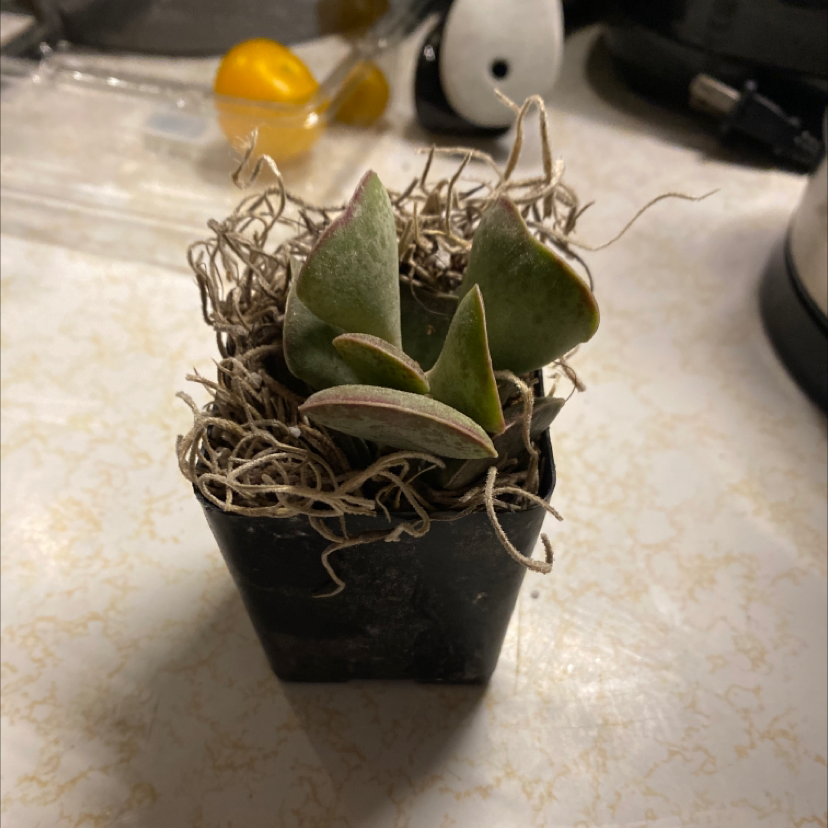 Potted Calico Hearts succulent with reddish-edged leaves, healthy appearance.