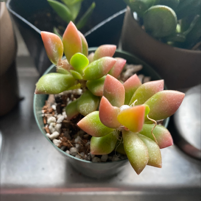 Small succulent plant with green and pinkish leaves in a pot with visible soil and perlite.