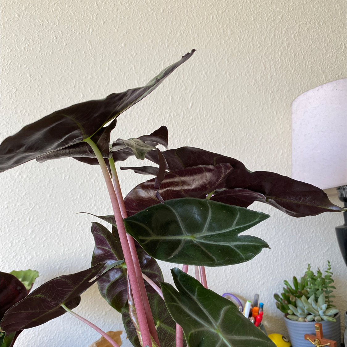 Green Velvet Alocasia plant with dark green leaves and prominent veins, well-framed and healthy.
