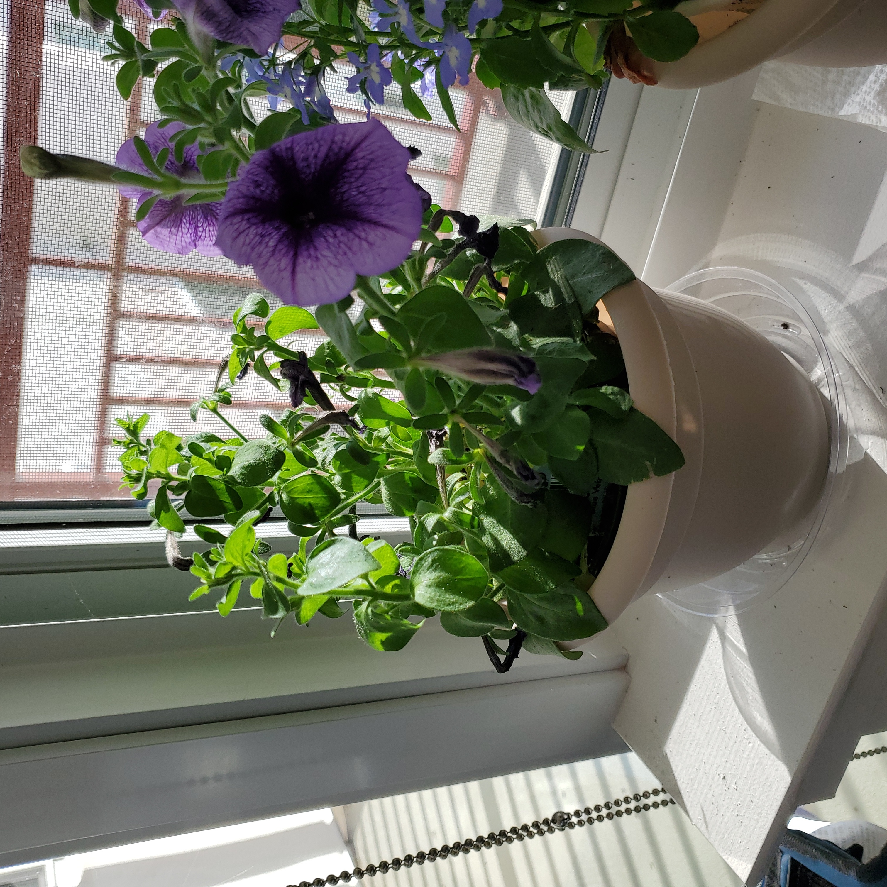 Photo of the plant species Queen of Hearts Petunia by @SolidlyCaleypea named Petunia on Greg, the plant care app