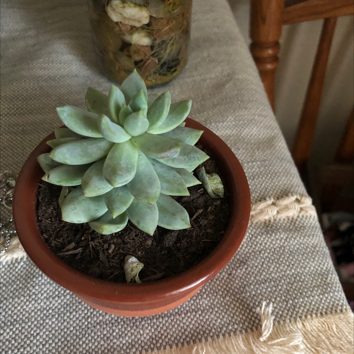 Graptosedum 'Ghosty' succulent in a terracotta pot on a table.