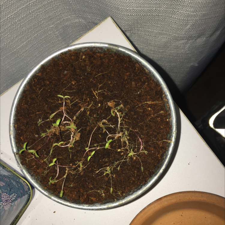 Photo of the plant species Rose Moss by @MagicalNeslia named Achilles on Greg, the plant care app