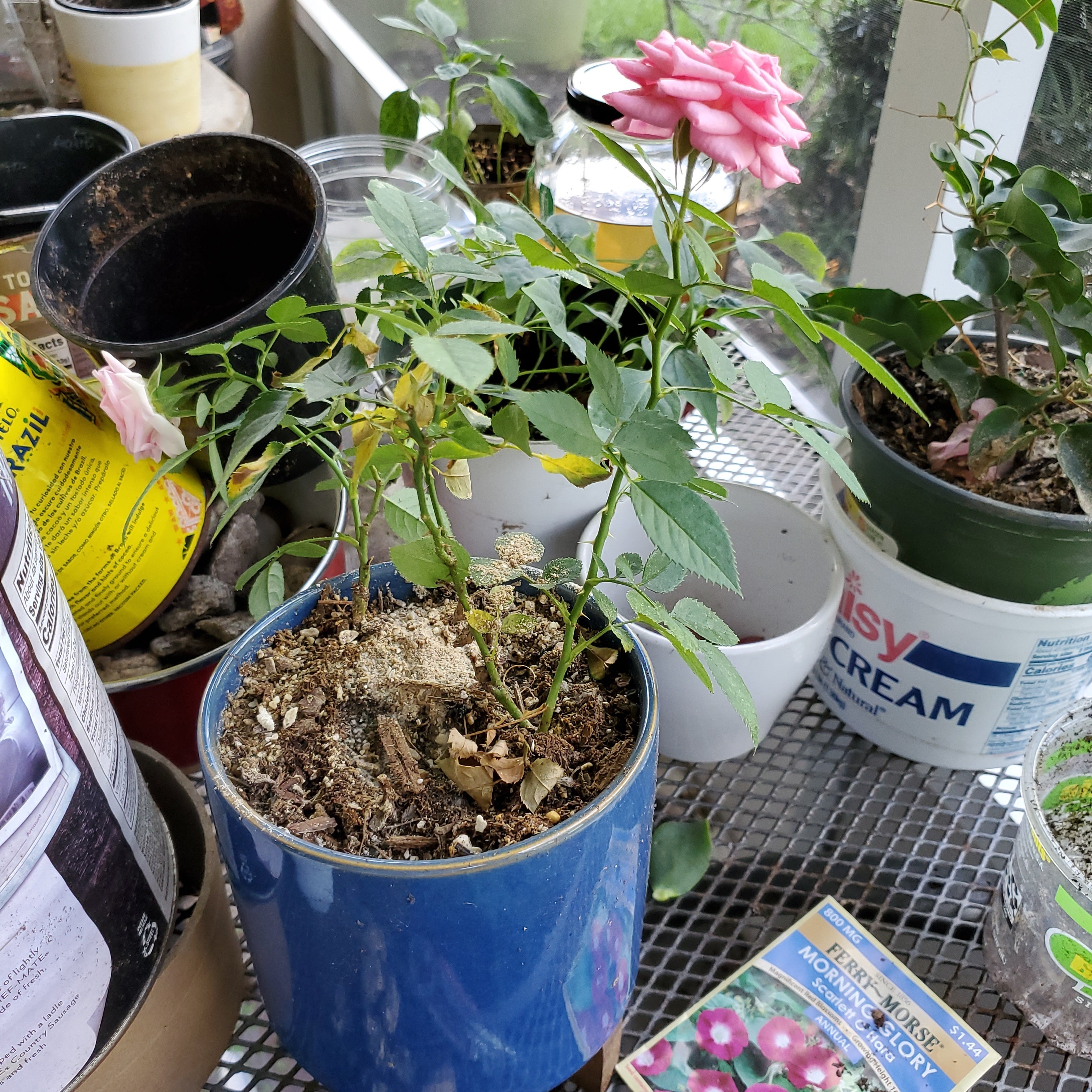 🌞 How Much Sunlight Does My Multiflora Rose Need?