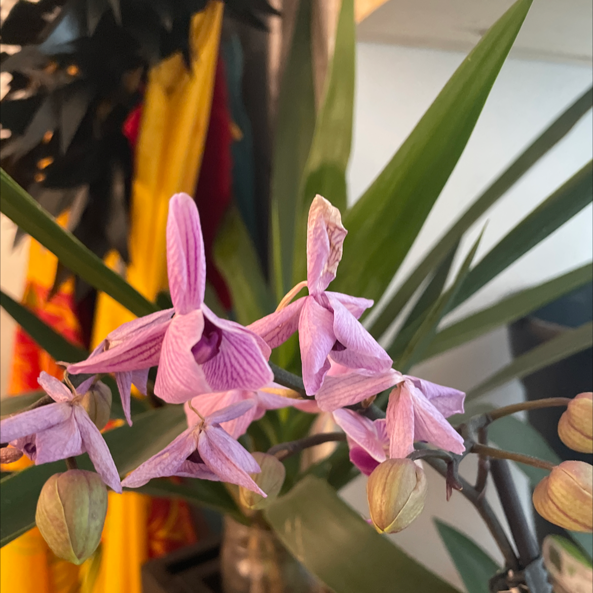 Photo of the plant species Chinese ground orchid by @CerebralBaybean named Your plant on Greg, the plant care app