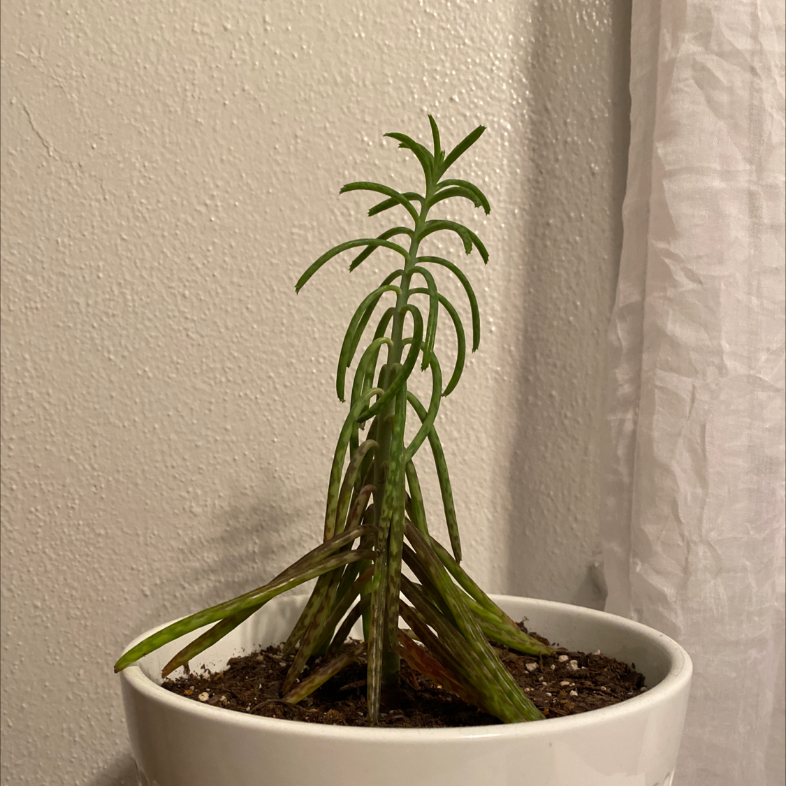 Healthy Mother of Millions plant with long tapered leaves and small plantlets growing from the leaf edges, in a white pot.