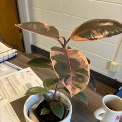 Ficus 'Ruby' plant