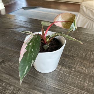 Pink Princess Philodendron plant in Somewhere on Earth