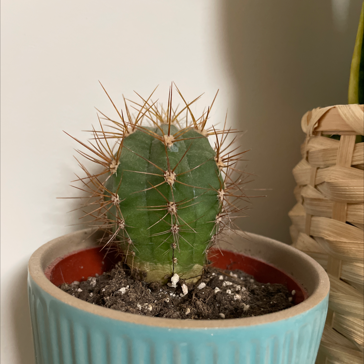 Pleated Cereus cactus in a blue pot with visible soil, well-framed and in focus.
