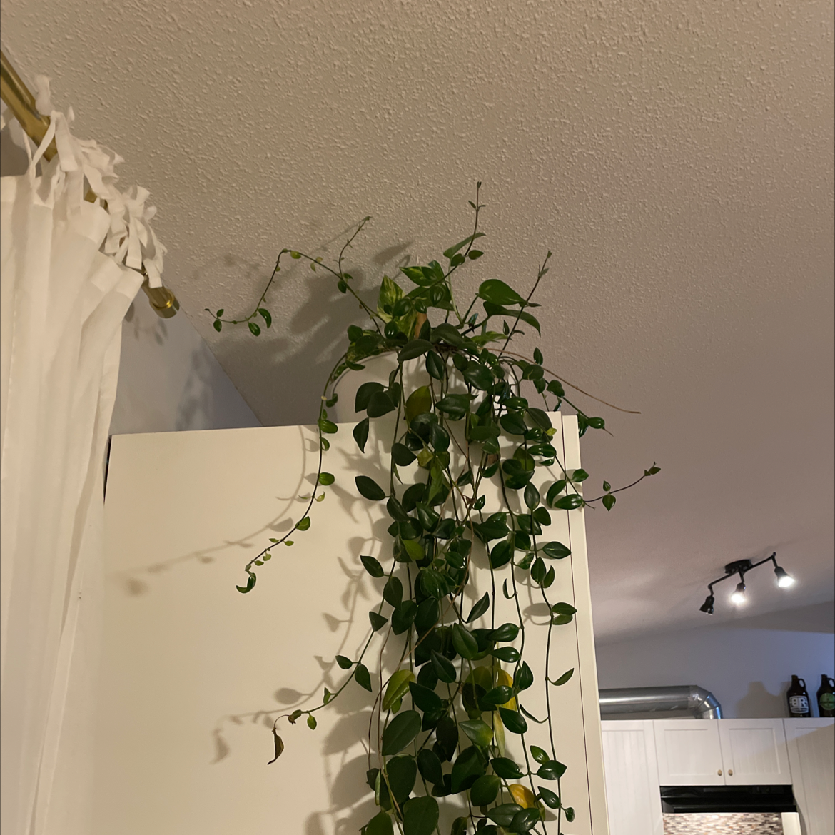 Lipstick Vine plant indoors with some yellowing leaves, trailing from a high point.