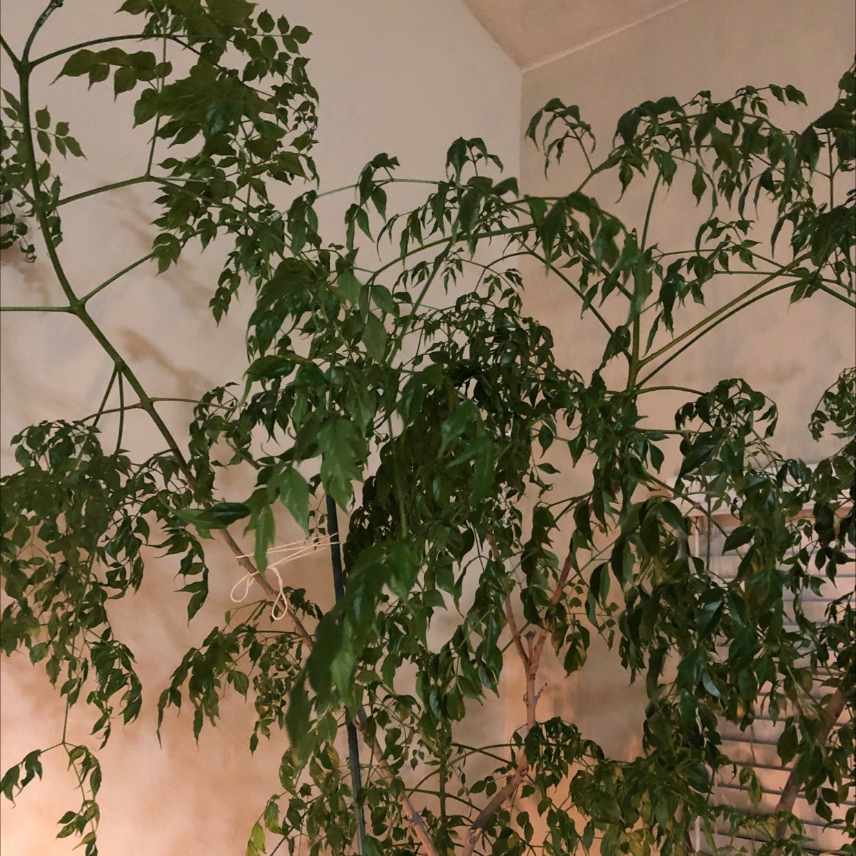Healthy, lush China Doll plant with abundant glossy green foliage, well-framed against plain backdrop.