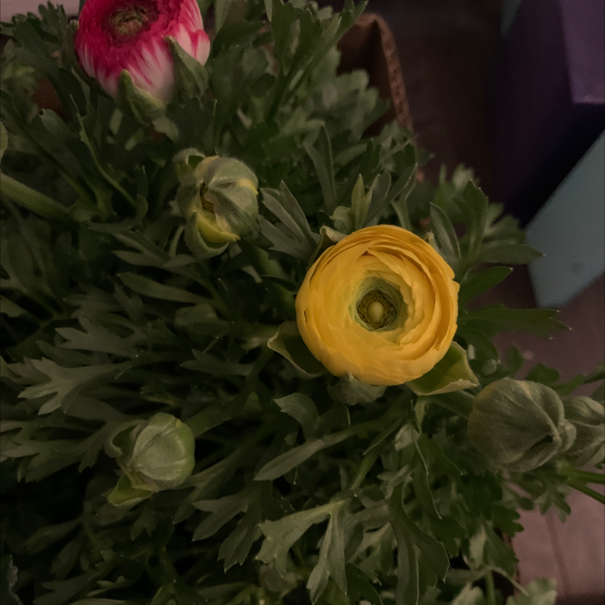 Garden Ranuncula plant with green leaves and a prominent yellow flower.