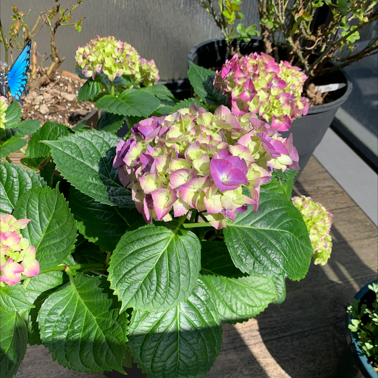 French Hydrangea with vibrant green leaves and clusters of pink and purple flowers.