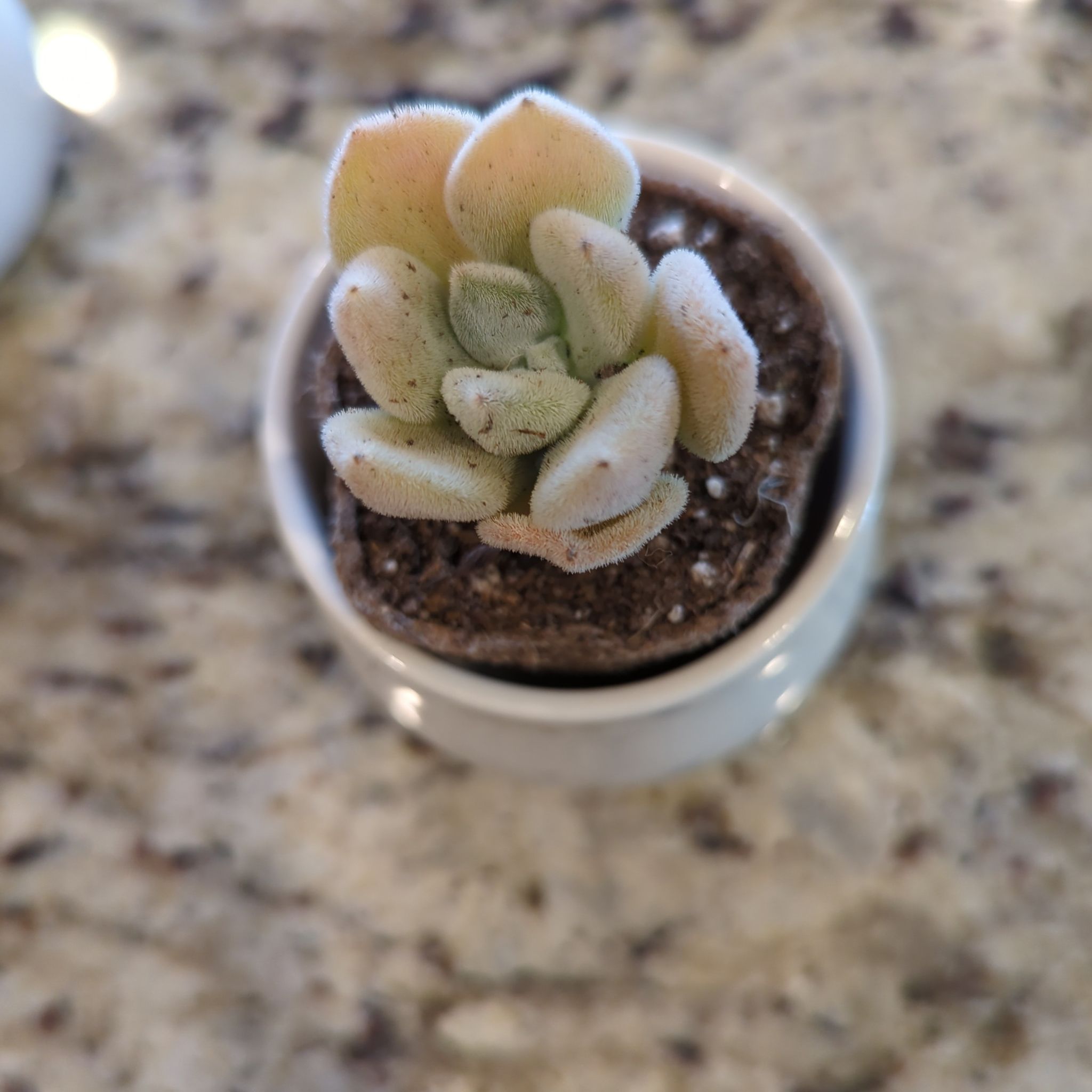 Photo of the plant species White Chenille Plant by @ShrewdBlackhaw named Girlfrond on Greg, the plant care app