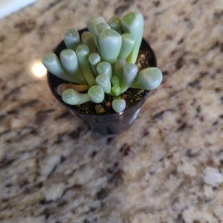 Baby Toes plant in Victorville, California