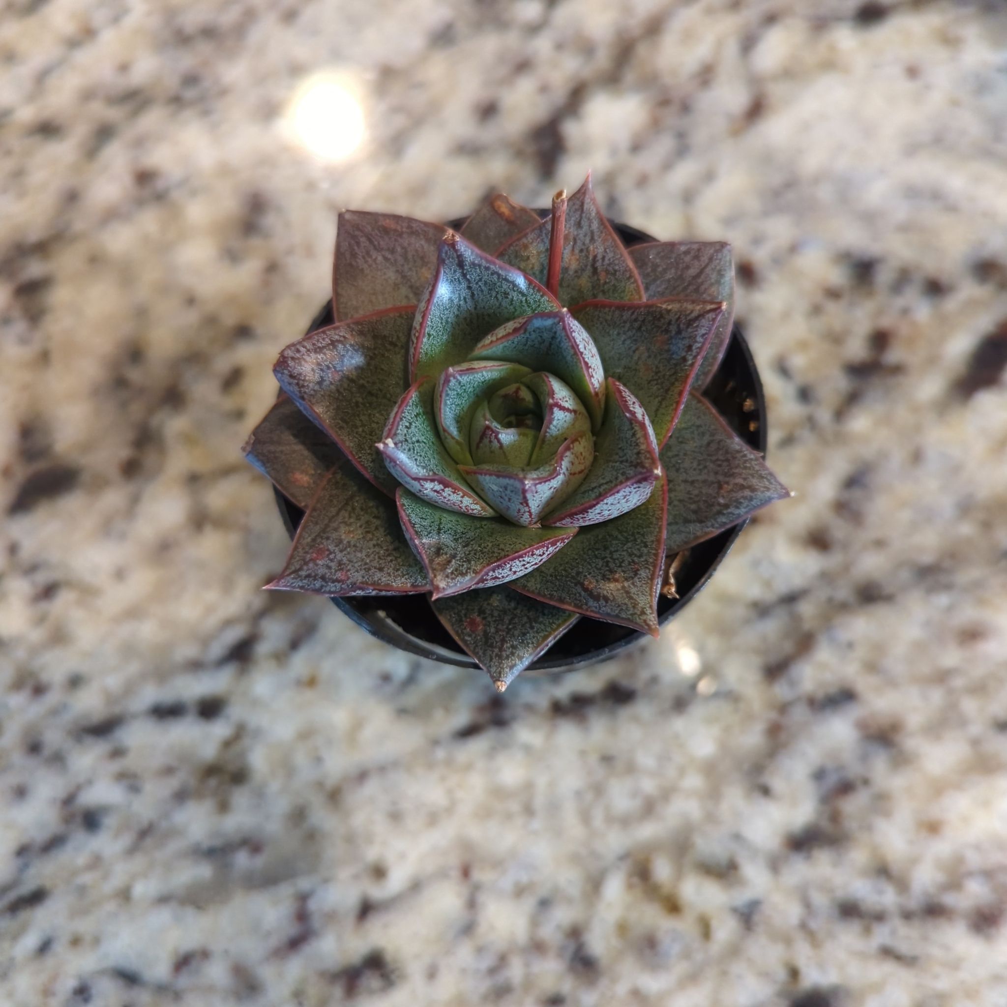 Echeveria 'Dionysos' succulent plant in a small pot, healthy with no visible issues.