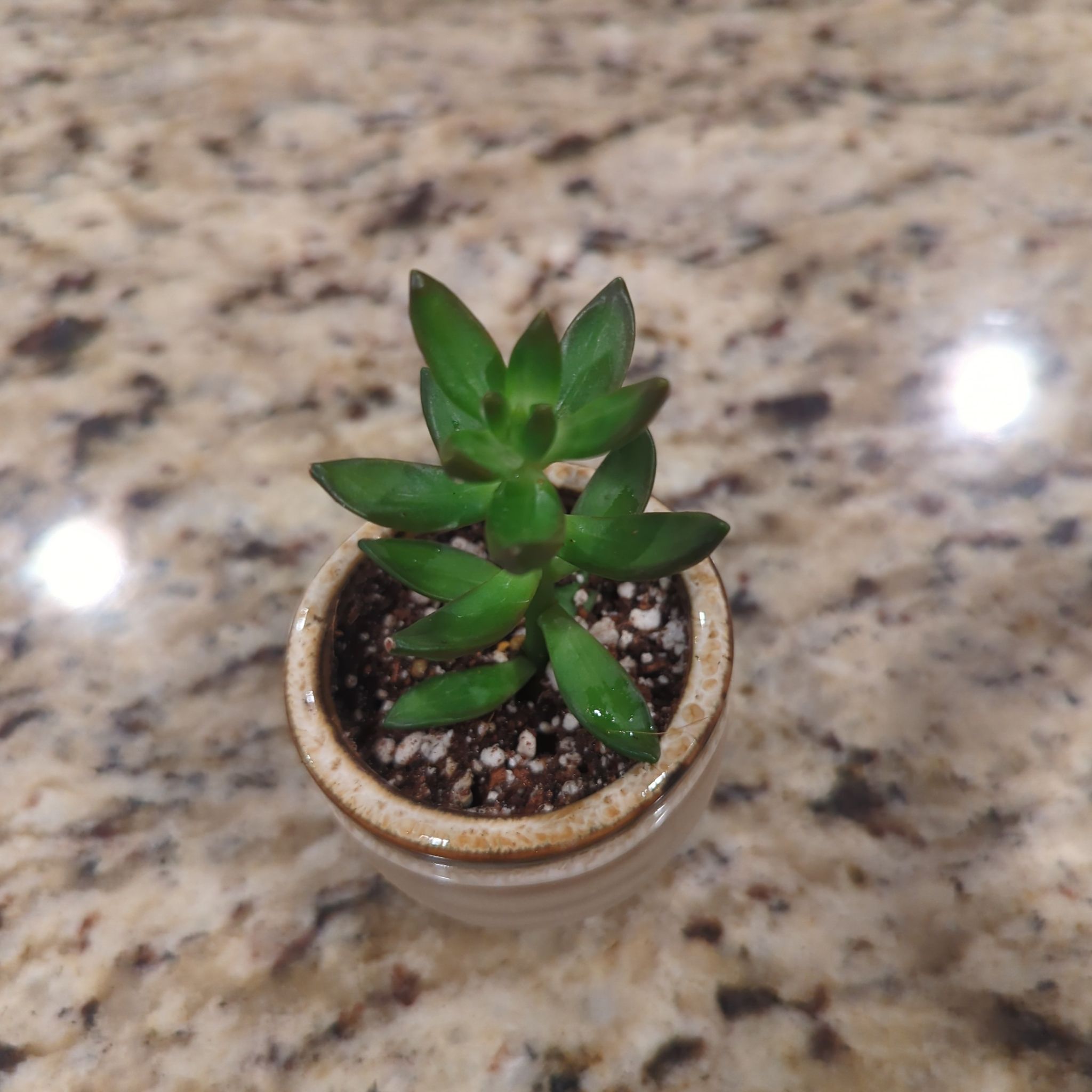 Photo of the plant species Firecracker Stonecrop by @ShrewdBlackhaw named Aristotle on Greg, the plant care app