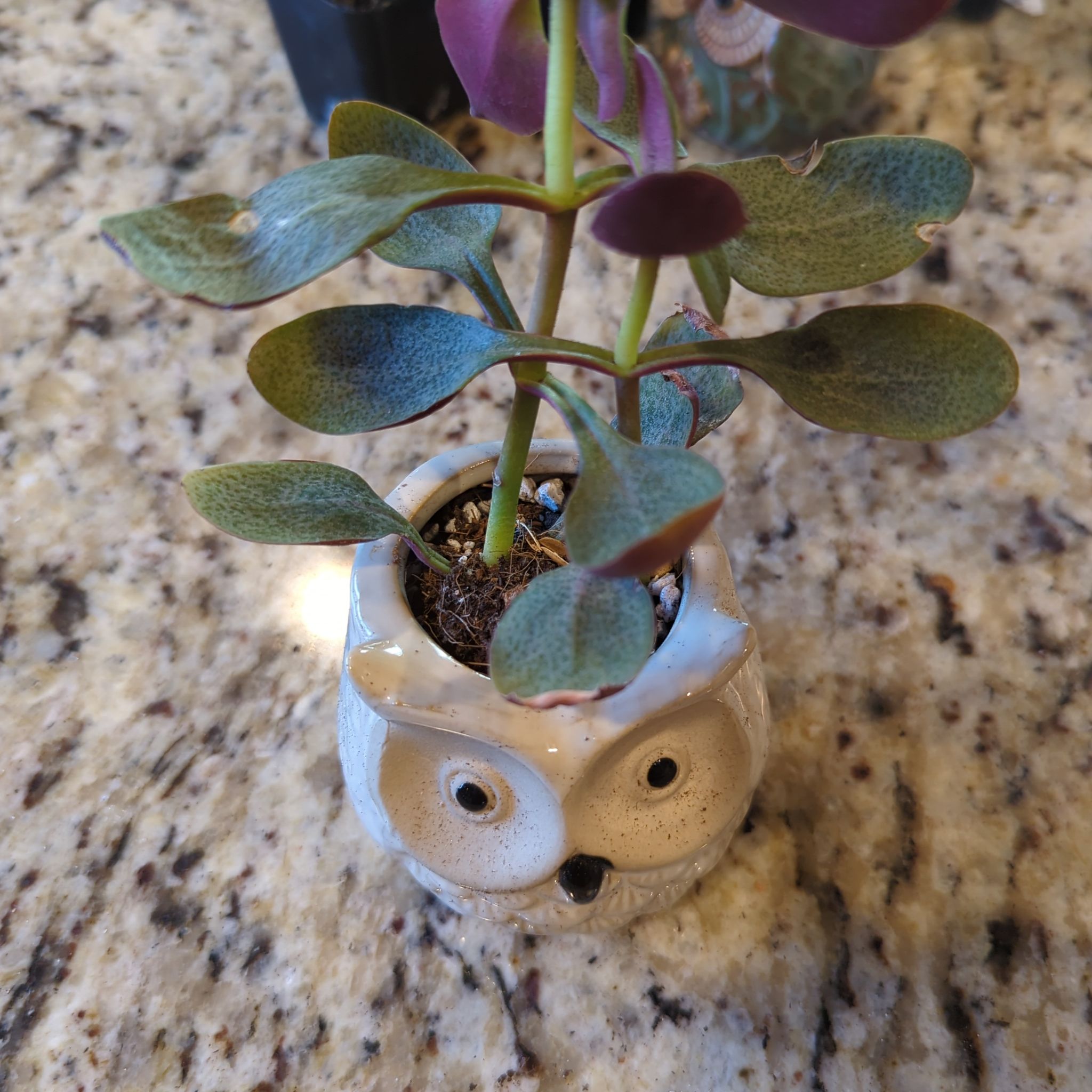 Photo of the plant species Crassula 'Burgundy' by @ShrewdBlackhaw named Marley on Greg, the plant care app