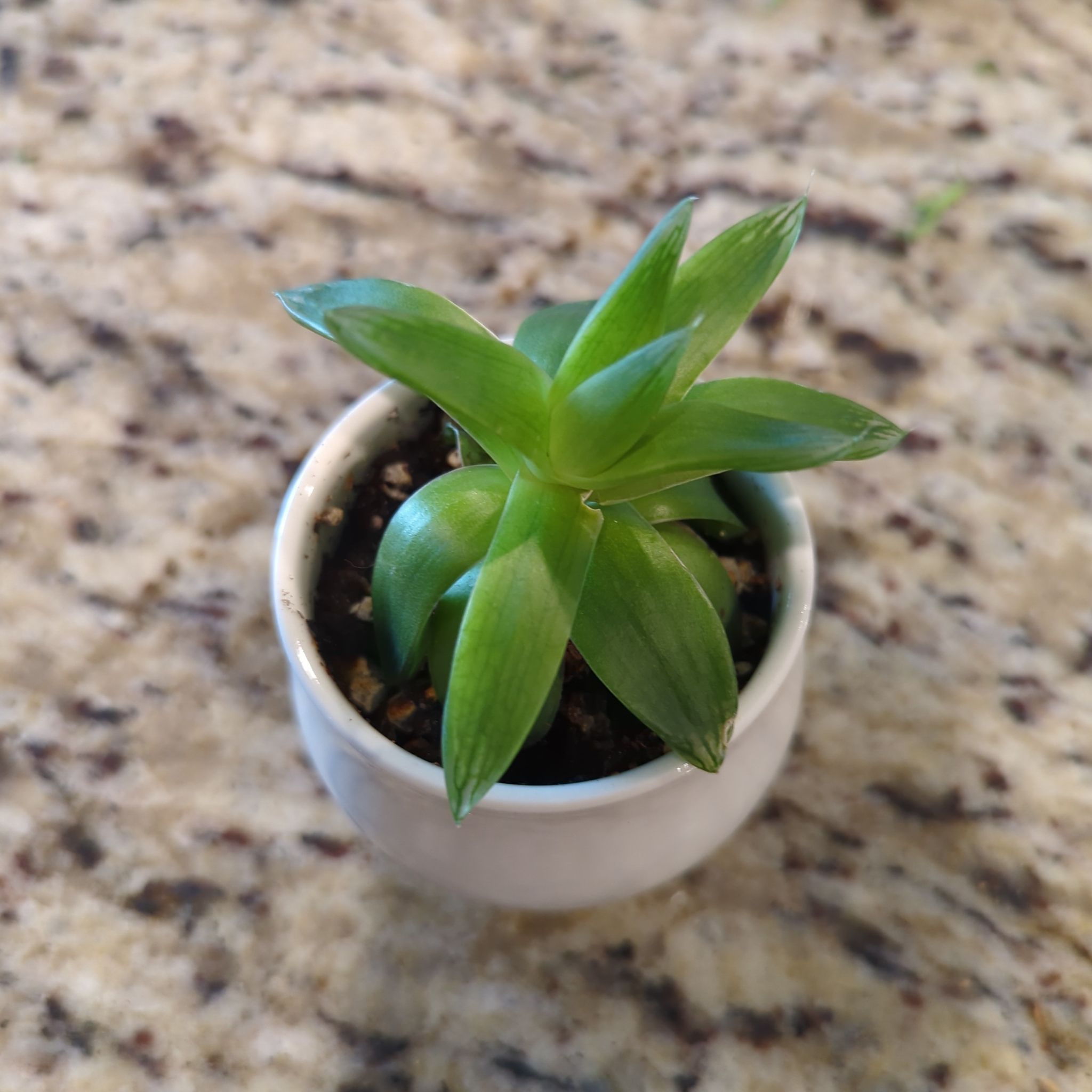 Photo of the plant species Houseleek 'Guillaumes' by @ShrewdBlackhaw named Surya on Greg, the plant care app