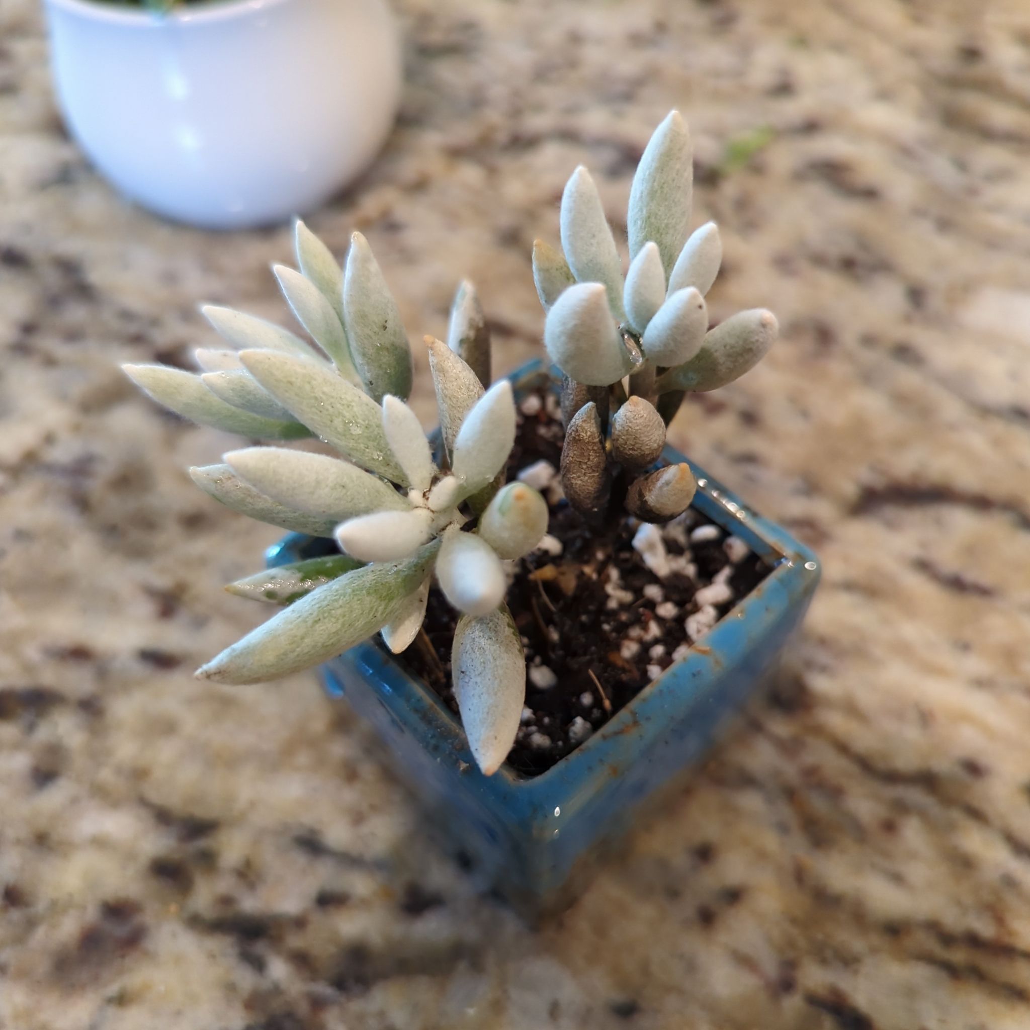 Small potted Woolly Senecio plant in a blue pot with visible soil and slight leaf discoloration.