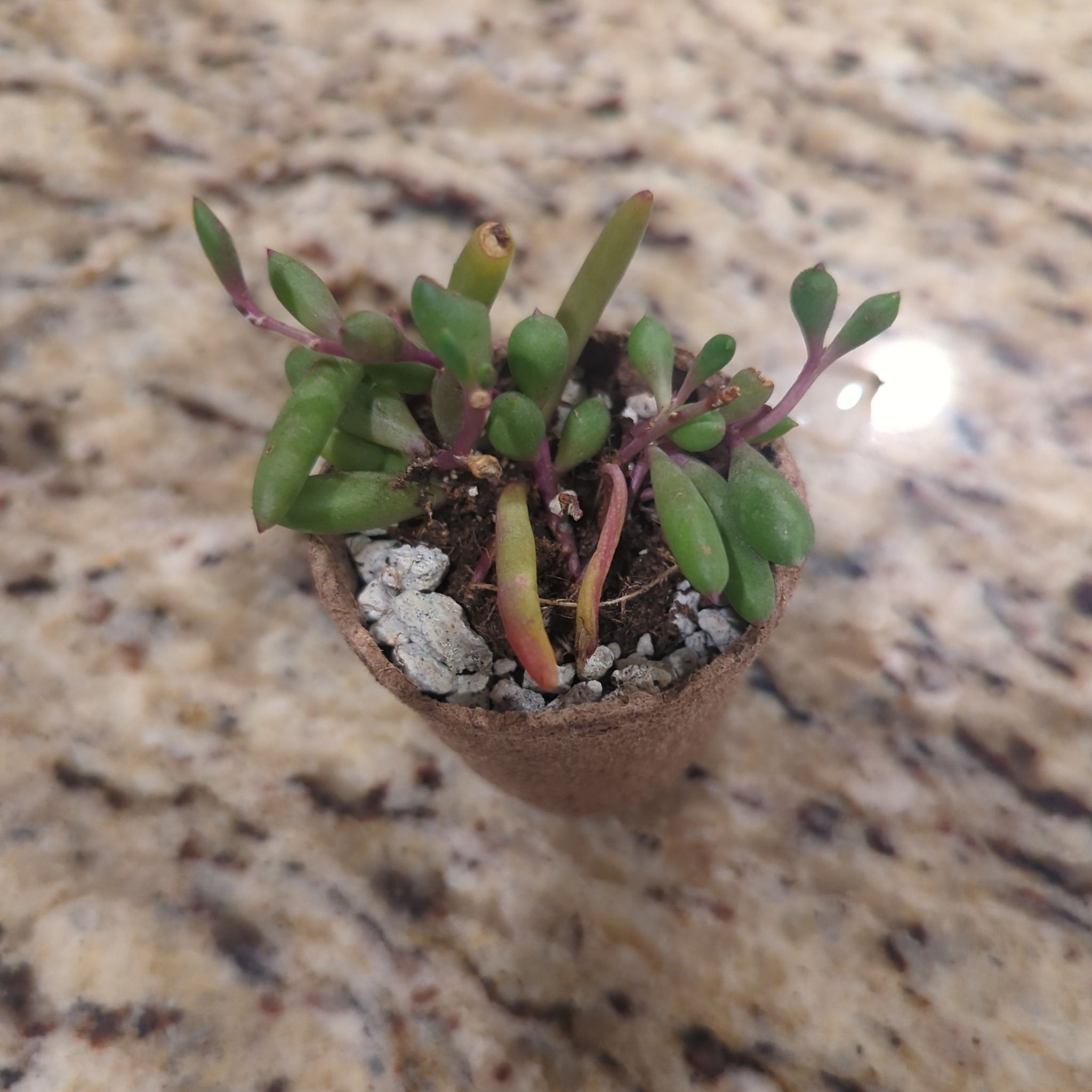 Small potted ruby necklace plant with green and reddish stems on a granite surface.