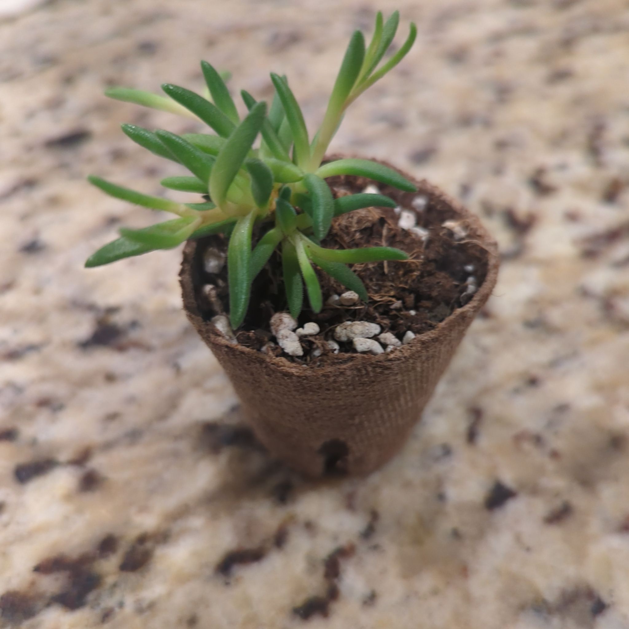 Photo of the plant species Jewel of Desert Rosequartz Ice Plant by @ShrewdBlackhaw named Ulysses S Plant on Greg, the plant care app