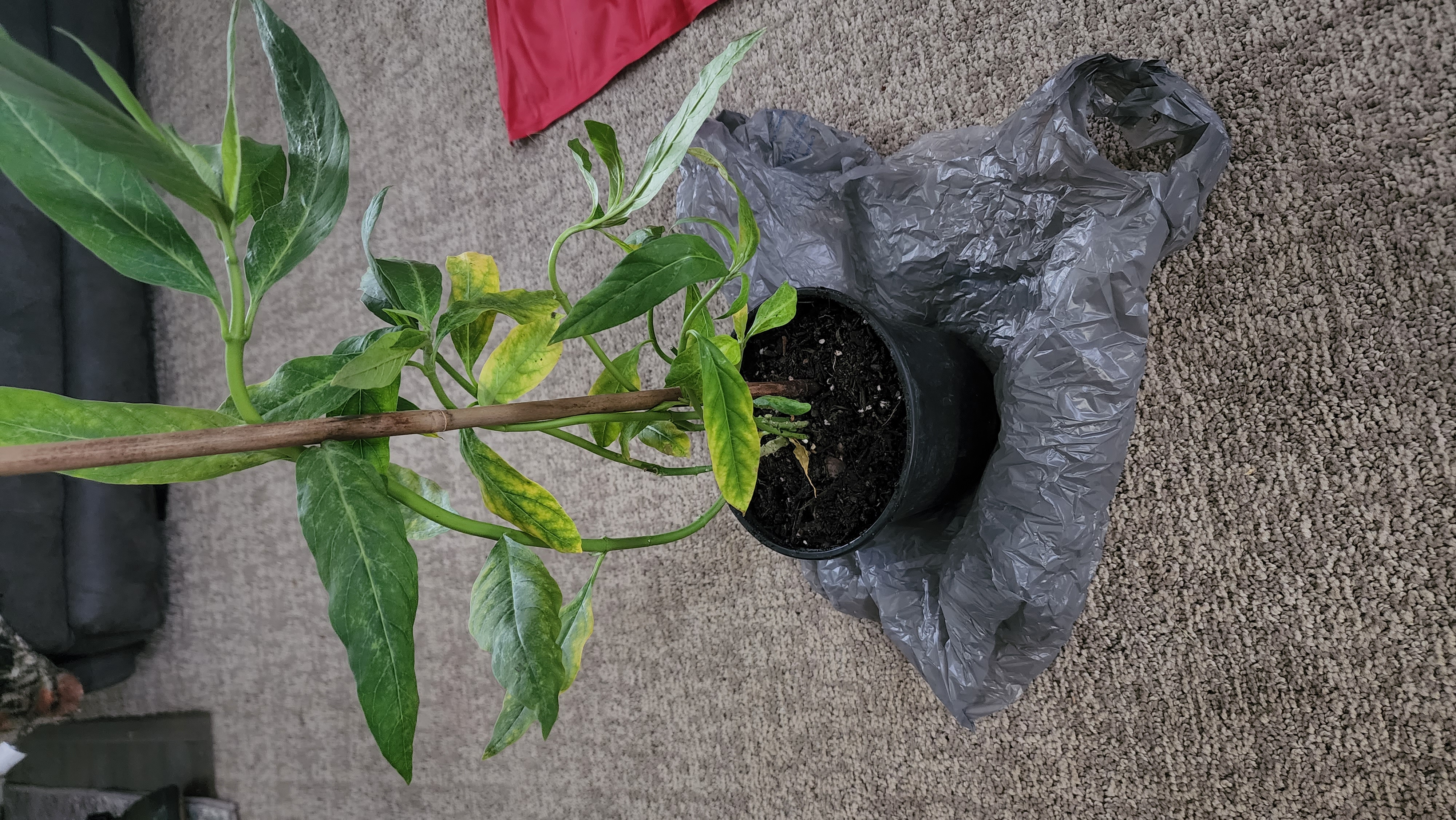Potted Common Milkweed plant with some yellowing leaves, placed on a carpet with a plastic sheet underneath.