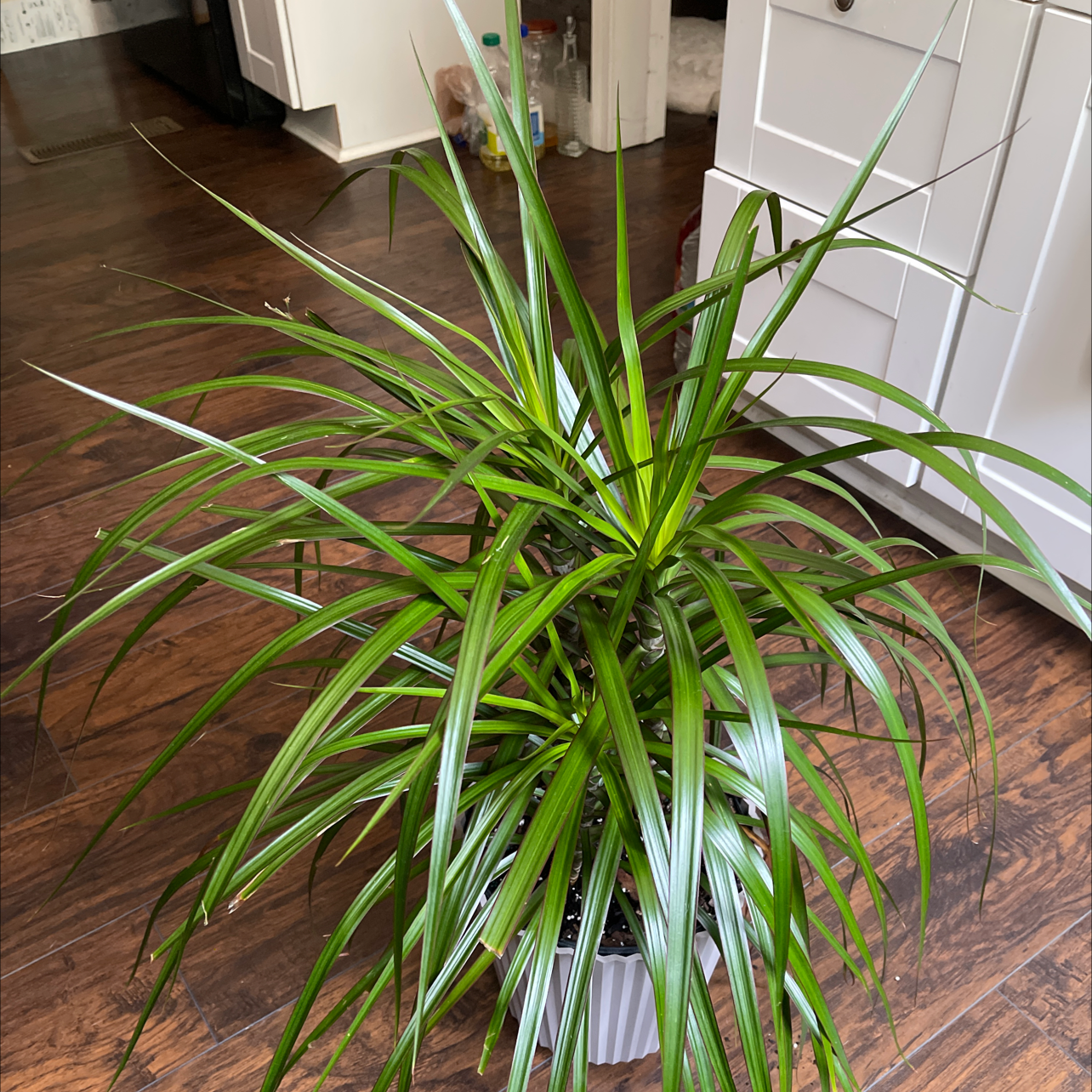 Healthy Madagascar Dragon Tree (Dracaena marginata) with long green leaves and red edges in a white pot.