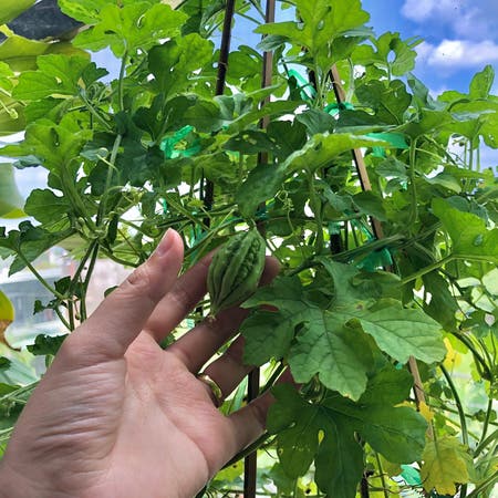 Photo of the plant species Bitter Squash by Definitealmond named Mướp đắng on Greg, the plant care app