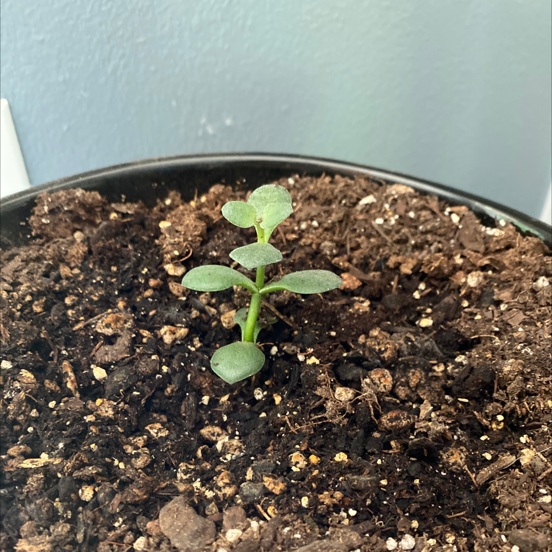 Young jade plant (Crassula ovata) in a pot with visible soil.