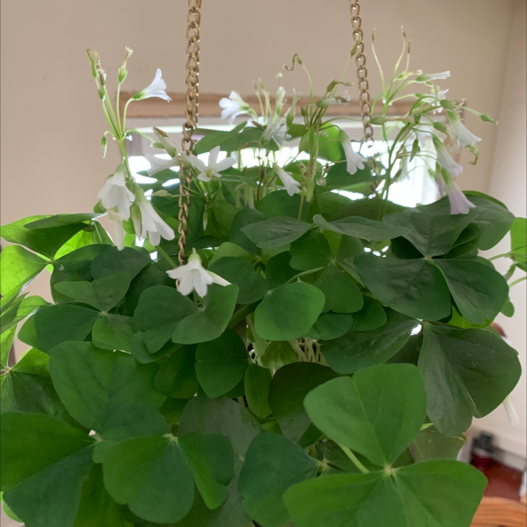 Broadleaf Woodsorrel plant in a hanging pot with green leaves and white flowers.