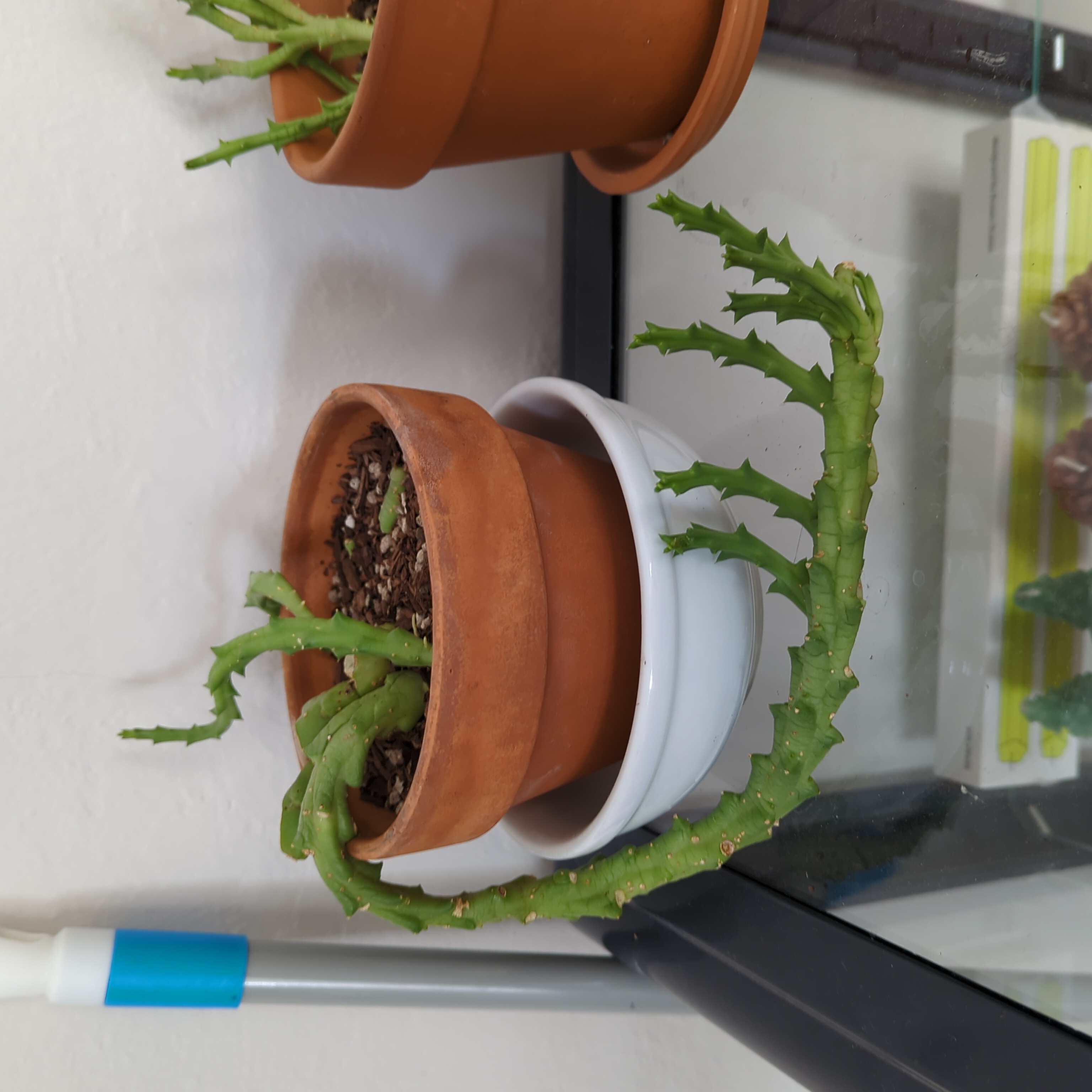 Potted Stapelia Planiflora Jacq. with green succulent stems and visible soil.