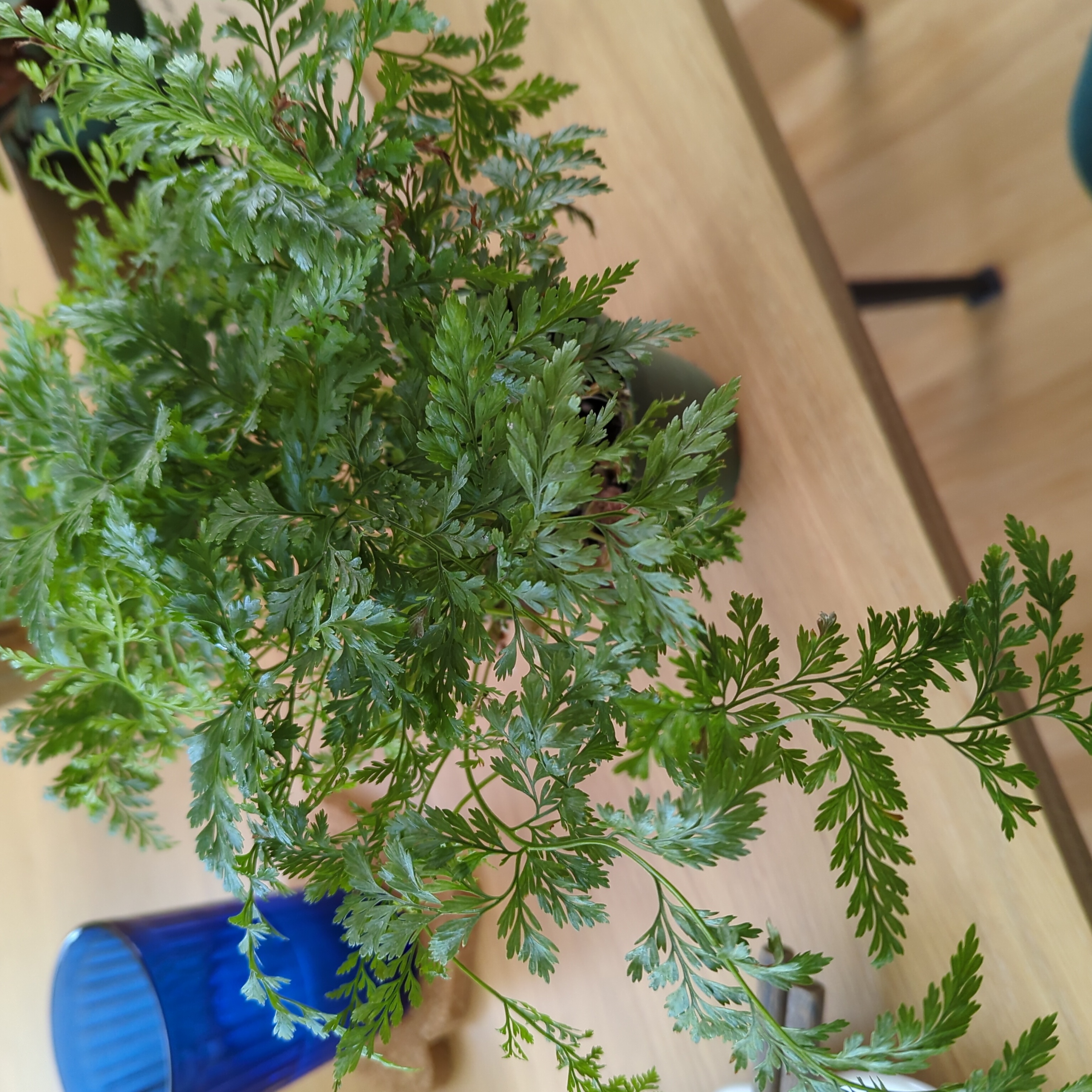 Healthy Parsley Fern with finely divided green leaves on a wooden surface.