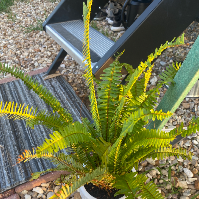 Photo of the plant species hard-fern by @PreciseRhodora named Frannie on Greg, the plant care app